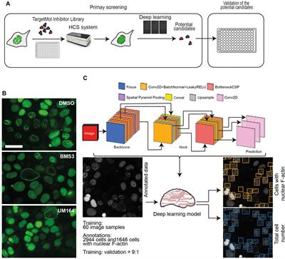 Investigation of the Potential Mechanisms Underlying Nuclear F-Actin Organization in Ovarian Cancer Cells by High-Throughput Screening in Combination With Deep Learning